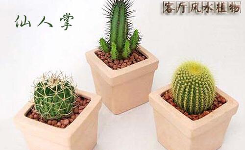 仙人掌