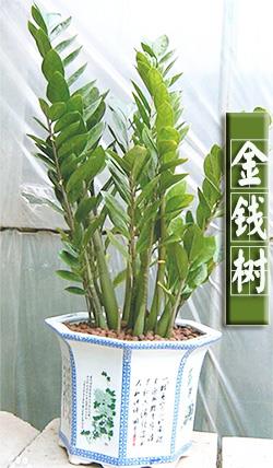 金钱树