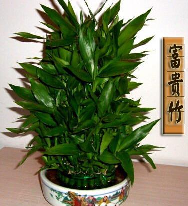 富贵竹