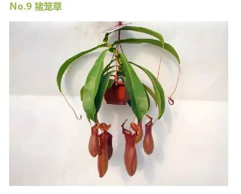 驱蚊植物-猪笼草